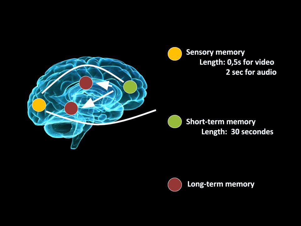 brain-sensory-memory