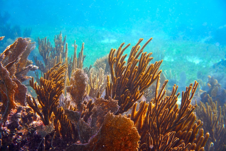 Mesoamerican Barrier Reef