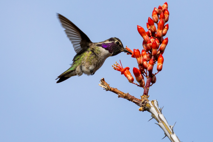 David Morgan's photography of male Costas hummingbird, drinking out of an Ocotillo flower that was taken in Phoenix